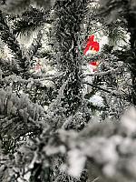 დათოვლილი ნაძვის ხე - 270სმ გირჩით და PVC ტოტებით - Thumbnail 4