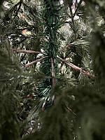 ნაძვის ხე -270სმ სრულად სილიკონის ტოტებით - Thumbnail 4