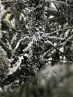 დათოვლილი ნაძვის ხე - 240სმ სრულად სილიკონის ტოტებით  - Thumbnail 4