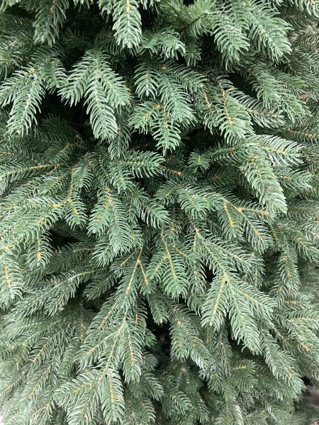 ნაძვის ხე მწვანე - 240სმ სრულად სილიკონის ტოტებით - Image 3