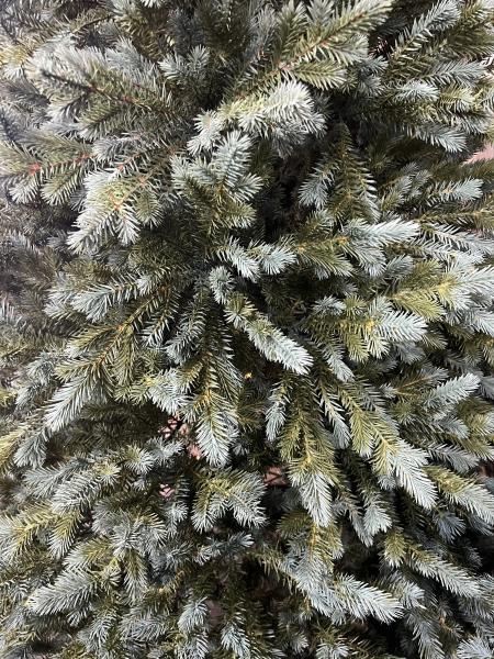 მწვანე ნაძვის ხე -180სმ სრულად სილიკონის ტოტებით - Image 3