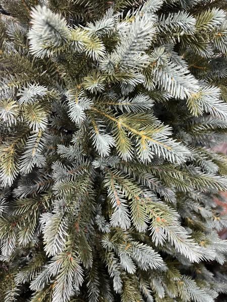 მწვანე ნაძვის ხე -210სმ სრულად სილიკონის ტოტებით - Image 2