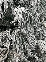 დათოვლილი ნაძვის ხე - 210სმ შერეული ტოტებით PE+PVC - Thumbnail 2